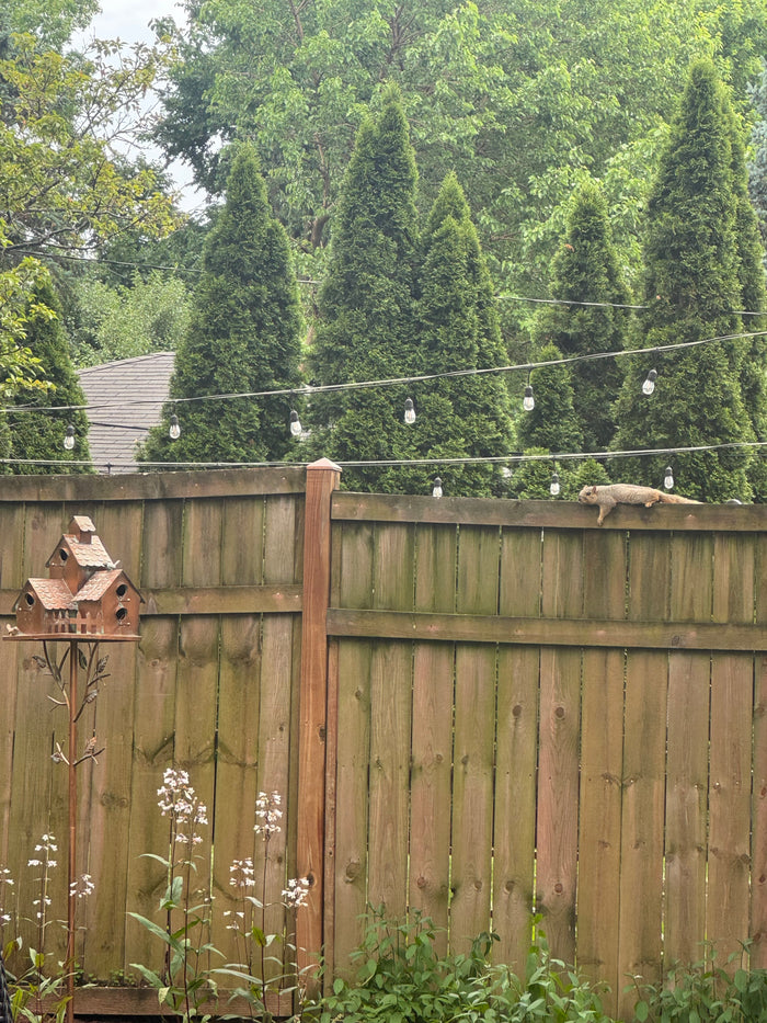Wooden fence with a birdhouse and string lights in a backyard setting