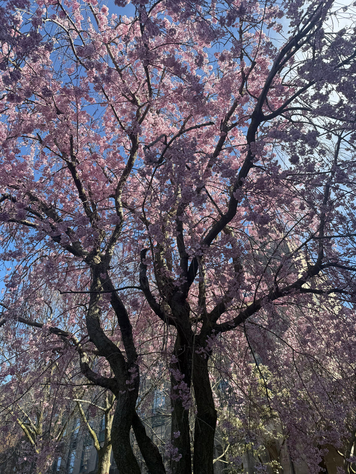 Cherry blossom tree with pink flowers against a blue sky