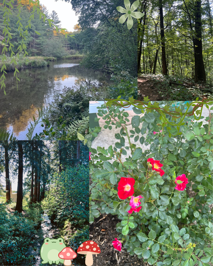 Collage of a forest scene with a pond and close-up of flowers.